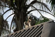 Grüne Meerkatzen (61 von 67).jpg